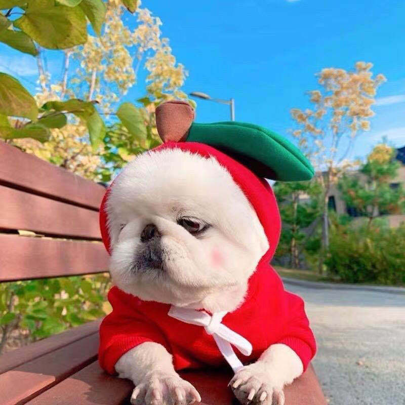 Cute Fruit Dog Hoodie - Warm Fleece Winter Sweater for Small Dogs & Cats