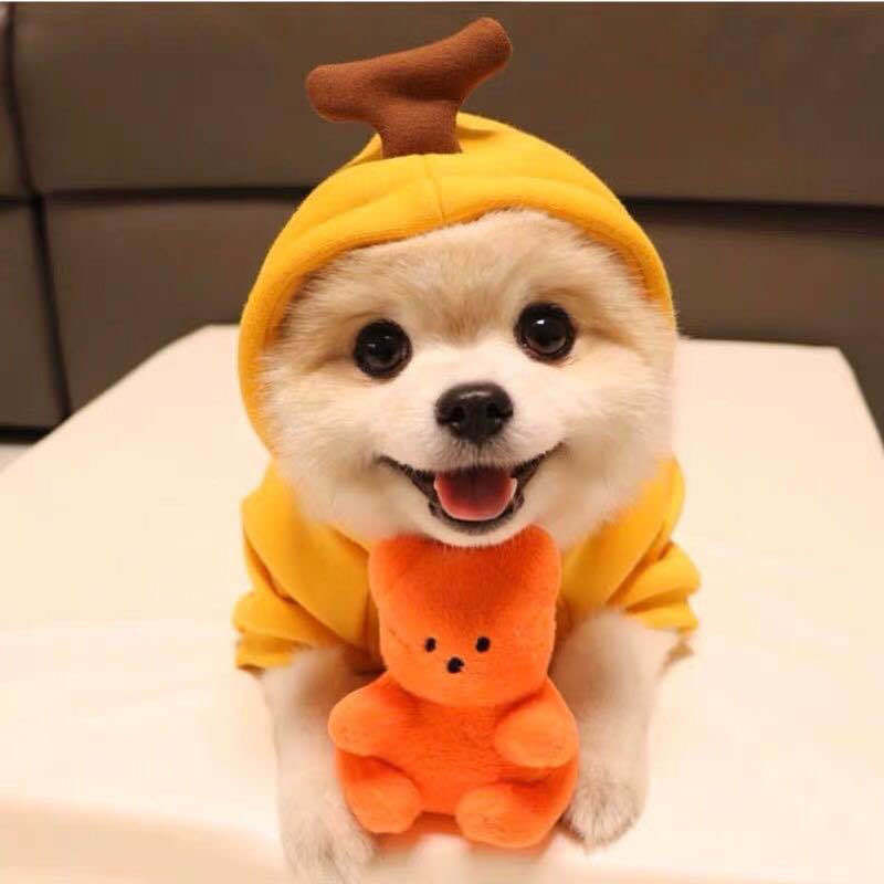 Cute Fruit Dog Hoodie - Warm Fleece Winter Sweater for Small Dogs & Cats