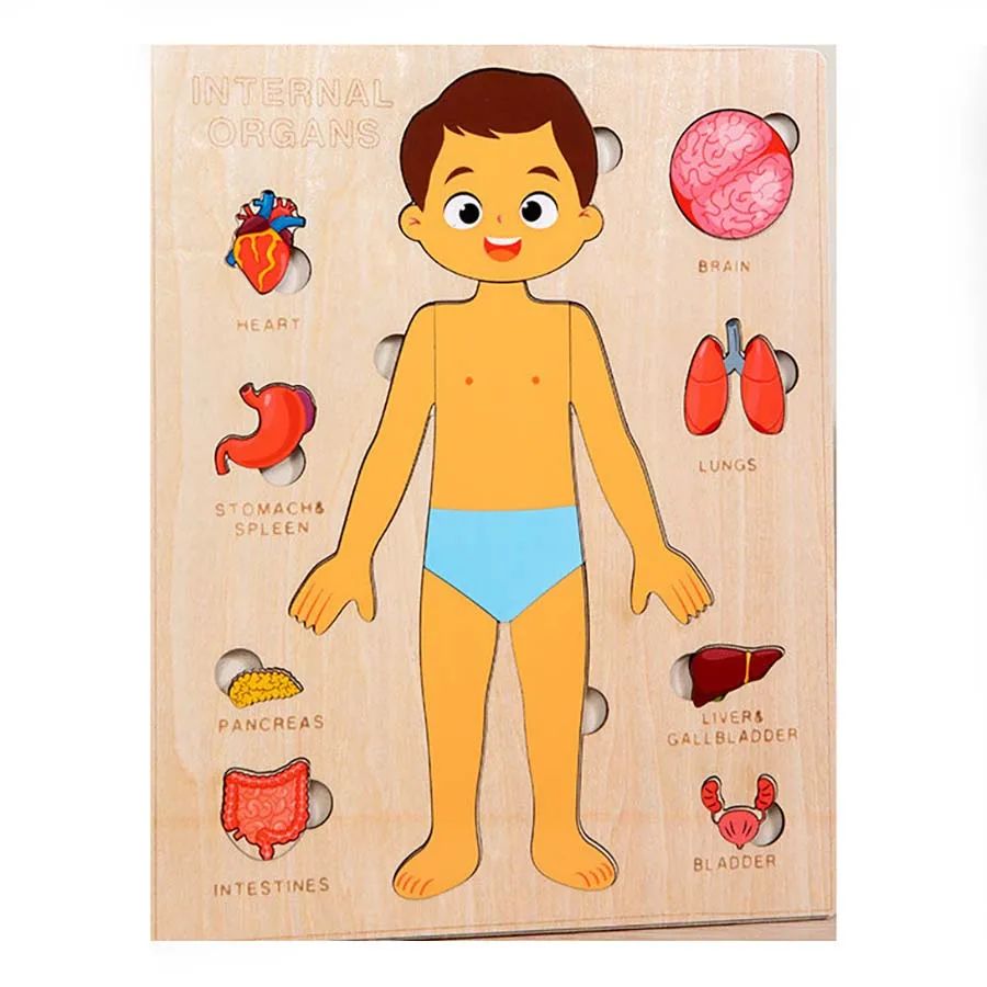 Kids Wooden Human Body Organs Puzzle Montessori Learning Toy
