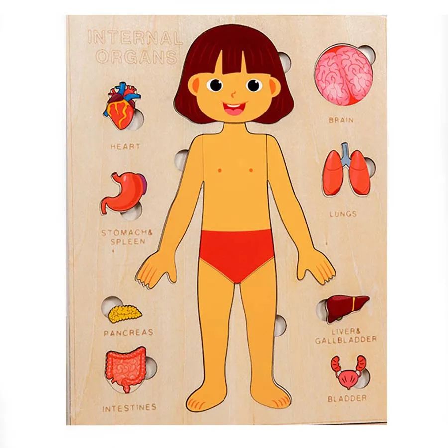 Kids Wooden Human Body Organs Puzzle Montessori Learning Toy
